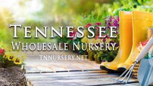 Tennessee Wholesale Nursery website