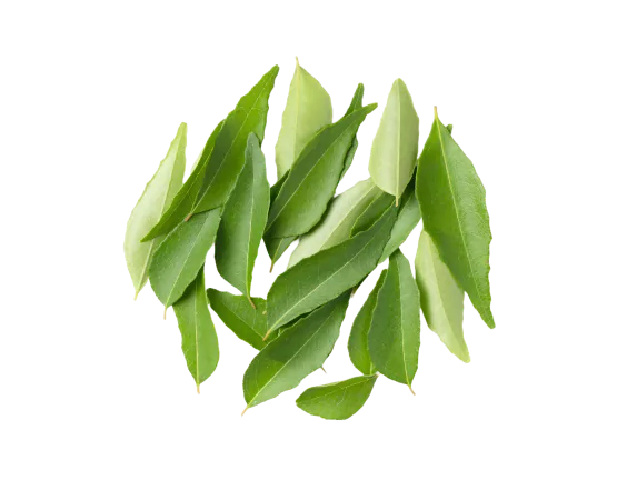 Curry Leaf