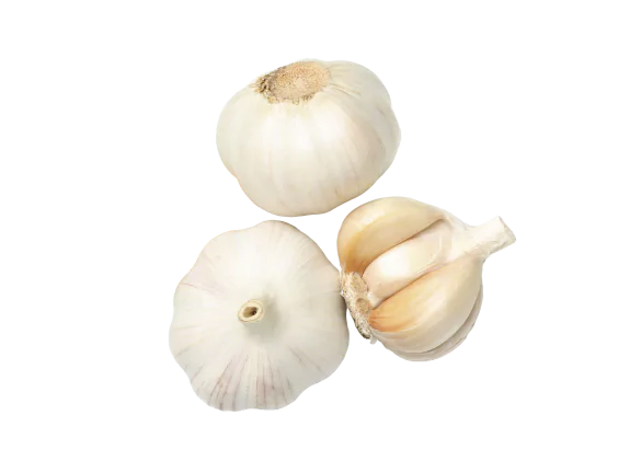 Garlic
