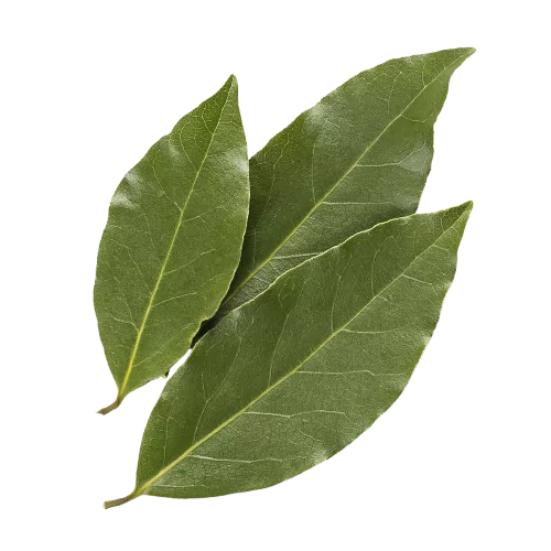 Bay Leaf