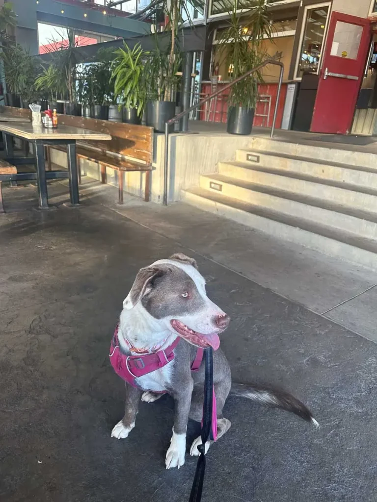 Savor Spring at Stanley Beer Hall: A Fresh Lunch Menu Awaits