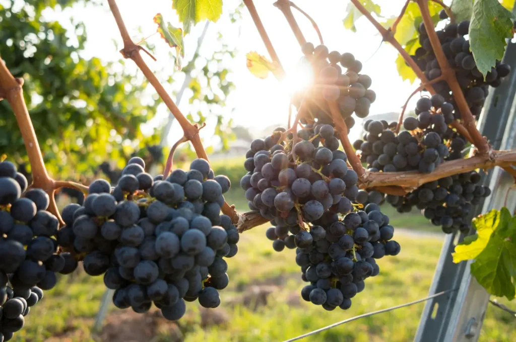 Visitors exploring a vineyard during a sunny winery tour
