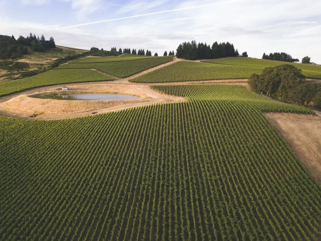 A modern vineyard implementing sustainable practices