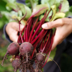 Fall Vegetables to Harvest in Summer